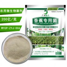 香蕉有機(jī)肥生物功能菌 抗重茬、解磷解鉀、促生長的微生物菌劑全解析